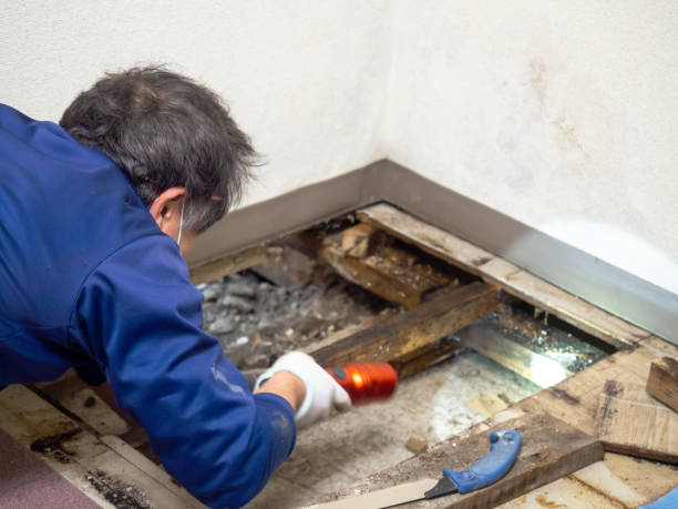 Best Commercial Mold Remediation in Harbison Nyon, CA
