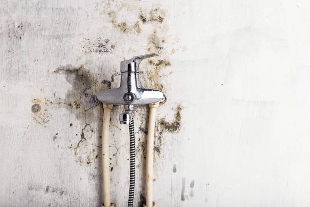 Best Mold Remediation for Specific Building Types in Harbison Nyon, CA