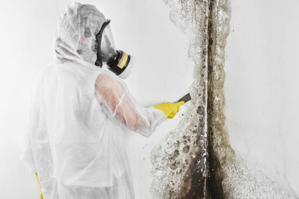 Best Bathroom Mold Remediation in Harbison Nyon, CA