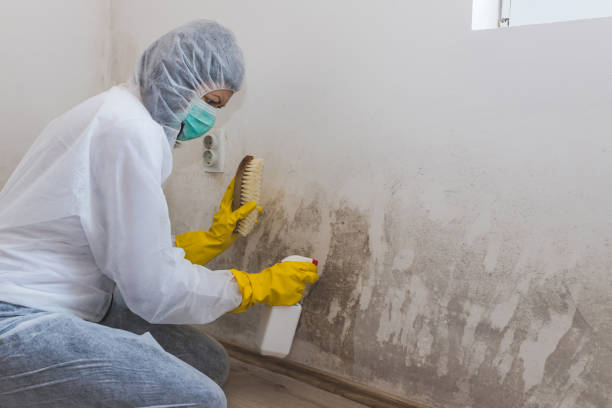 Best Emergency Mold Remediation in Harbison Nyon, CA