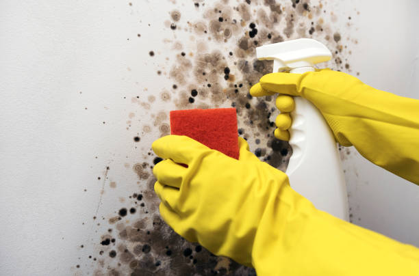 Best Industrial Mold Remediation in Harbison Nyon, CA