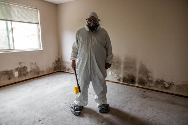 Best Preventive Mold Services in Harbison Nyon, CA