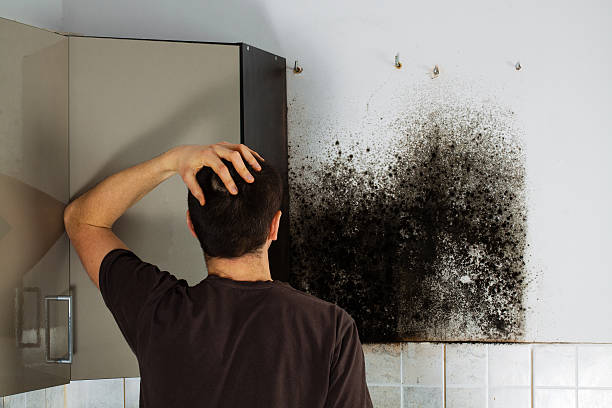 Trusted Harbison Canyon, CA Mold Remediation Experts