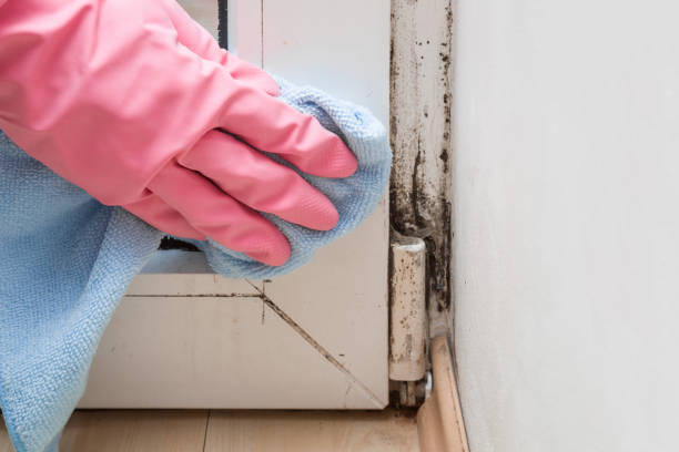 Best HVAC Mold Remediation in Harbison Nyon, CA